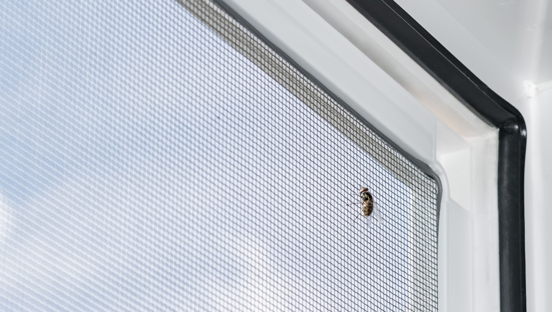 Insektenschutz Fenster Innenausbau Thomann Mellingen Wallbach